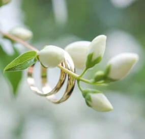 Bij een goed huwelijk horen groene planten