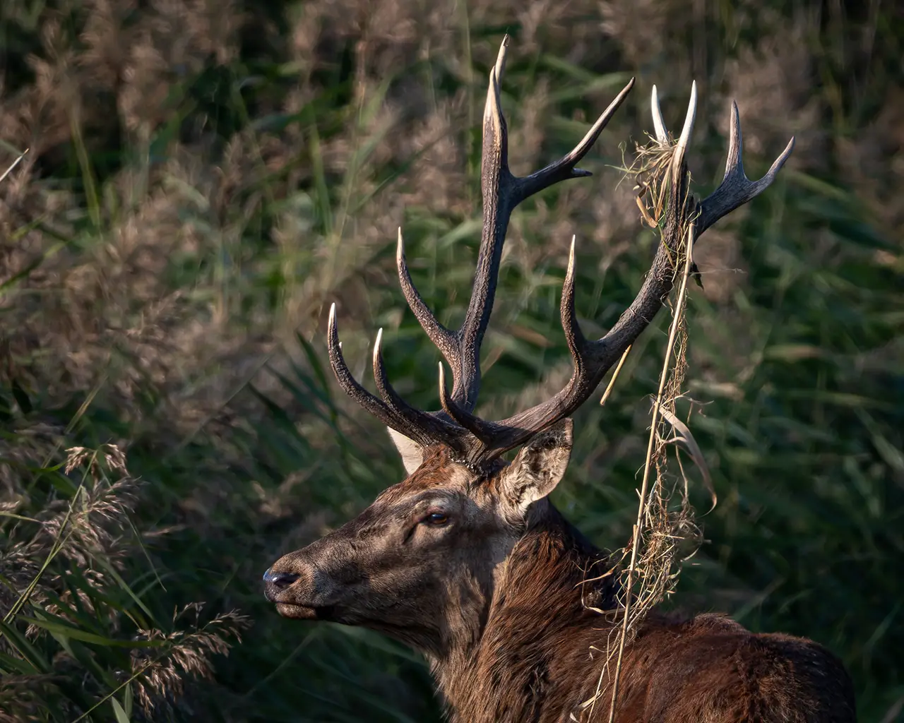 De mooiste trouwfoto locaties in Gelderland