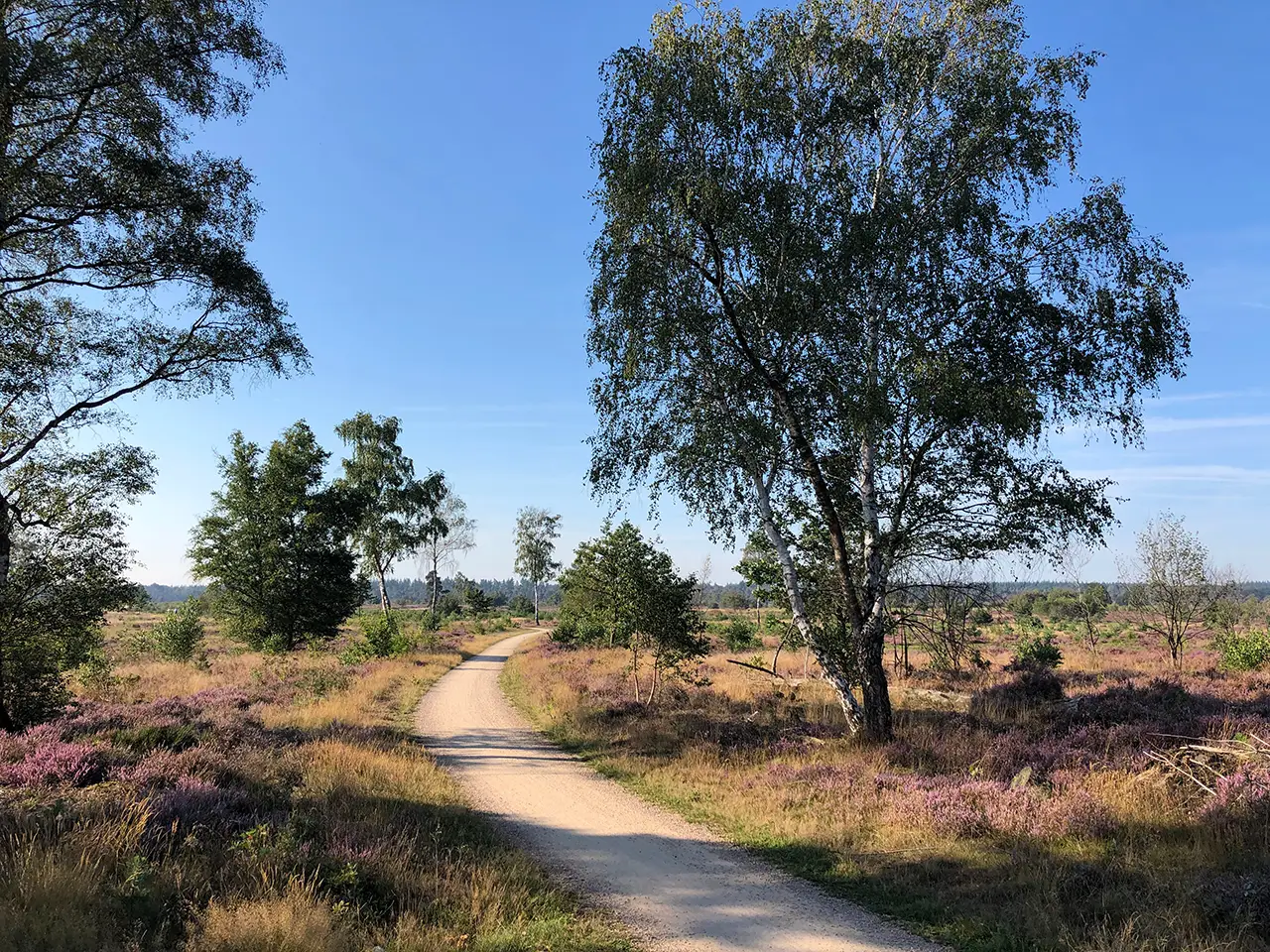 De Sallandse Heuvelrug is een perfecte plek voor jullie trouwfoto's