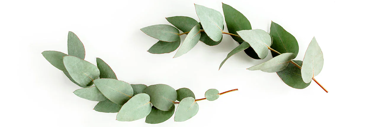 eucalyptus strooiblaadjes