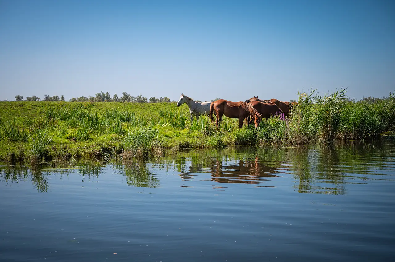 De Trouwboot van de Trouwmarathon van 100%NL vaart over de Biesbosch